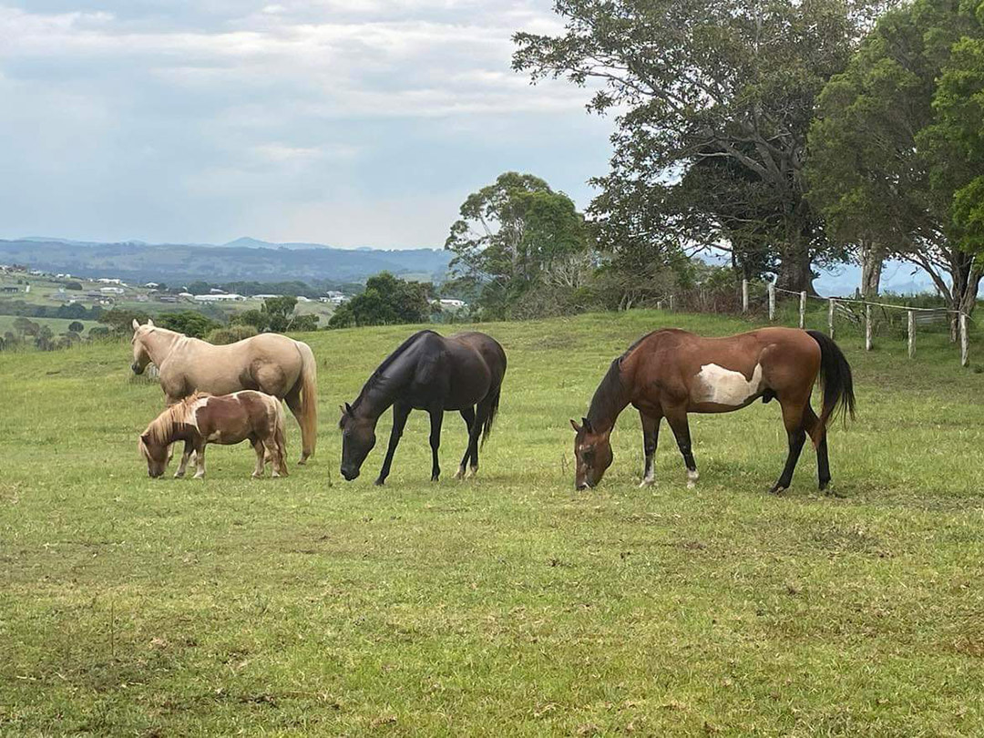 Horses in paddock